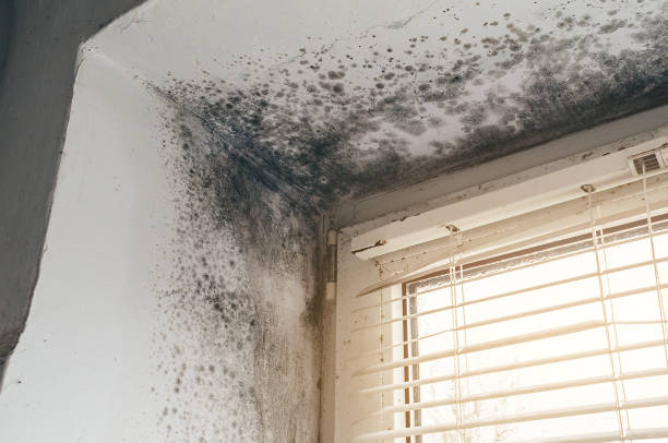 Affordable Mold Remediation solutions in Star Tannery, VA