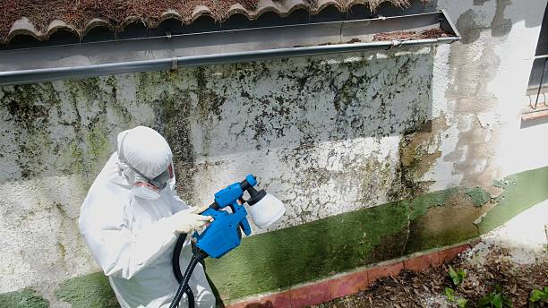 Top rated local Mold Remediation specialists in Star Tannery, VA